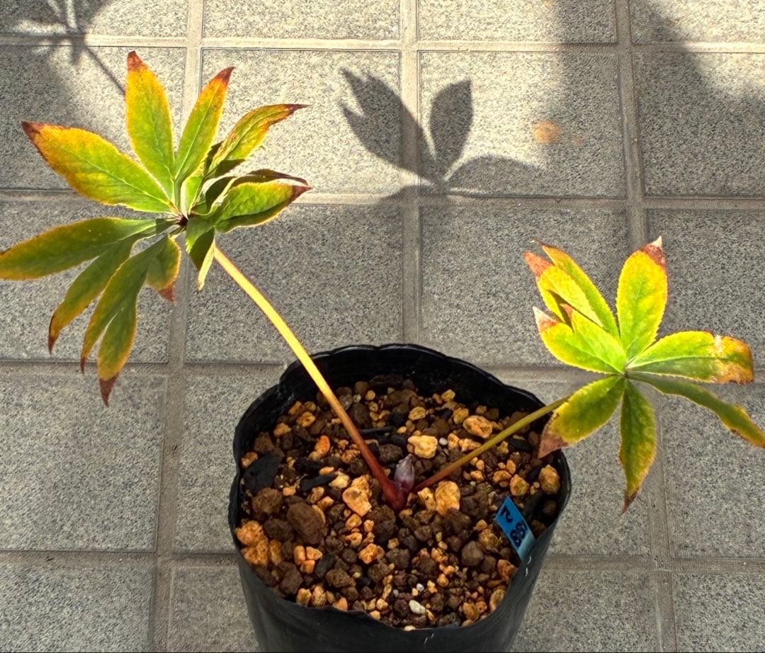 あ*号様 ❤️開花株❤️根パンパン❤️沢山しっかり新芽元気株❤️3220⭐️SD