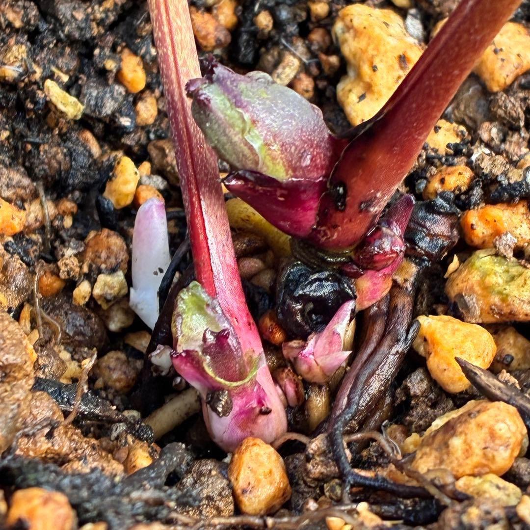 あ*号様 ❤️開花株❤️根パンパン❤️沢山しっかり新芽元気株❤️3220⭐️SD