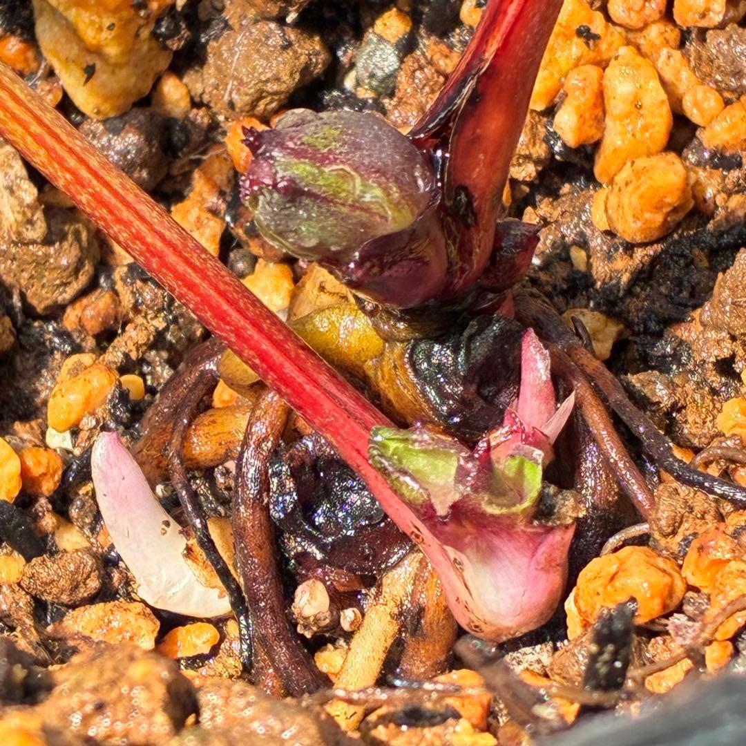 あ*号様 ❤️開花株❤️根パンパン❤️沢山しっかり新芽元気株❤️3220⭐️SD