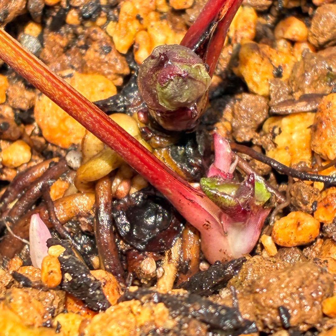 あ*号様 ❤️開花株❤️根パンパン❤️沢山しっかり新芽元気株❤️3220⭐️SD