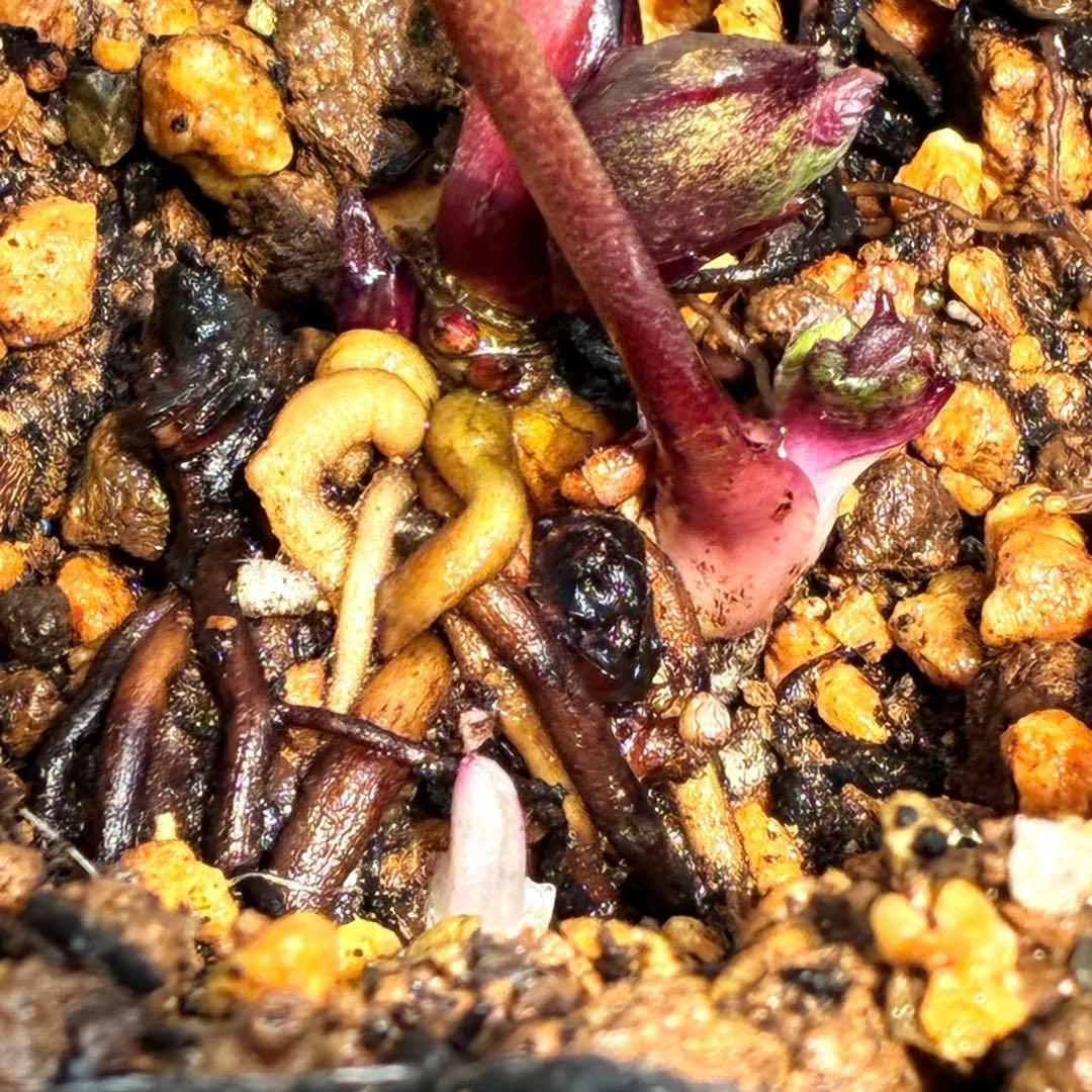 あ*号様 ❤️開花株❤️根パンパン❤️沢山しっかり新芽元気株❤️3220⭐️SD