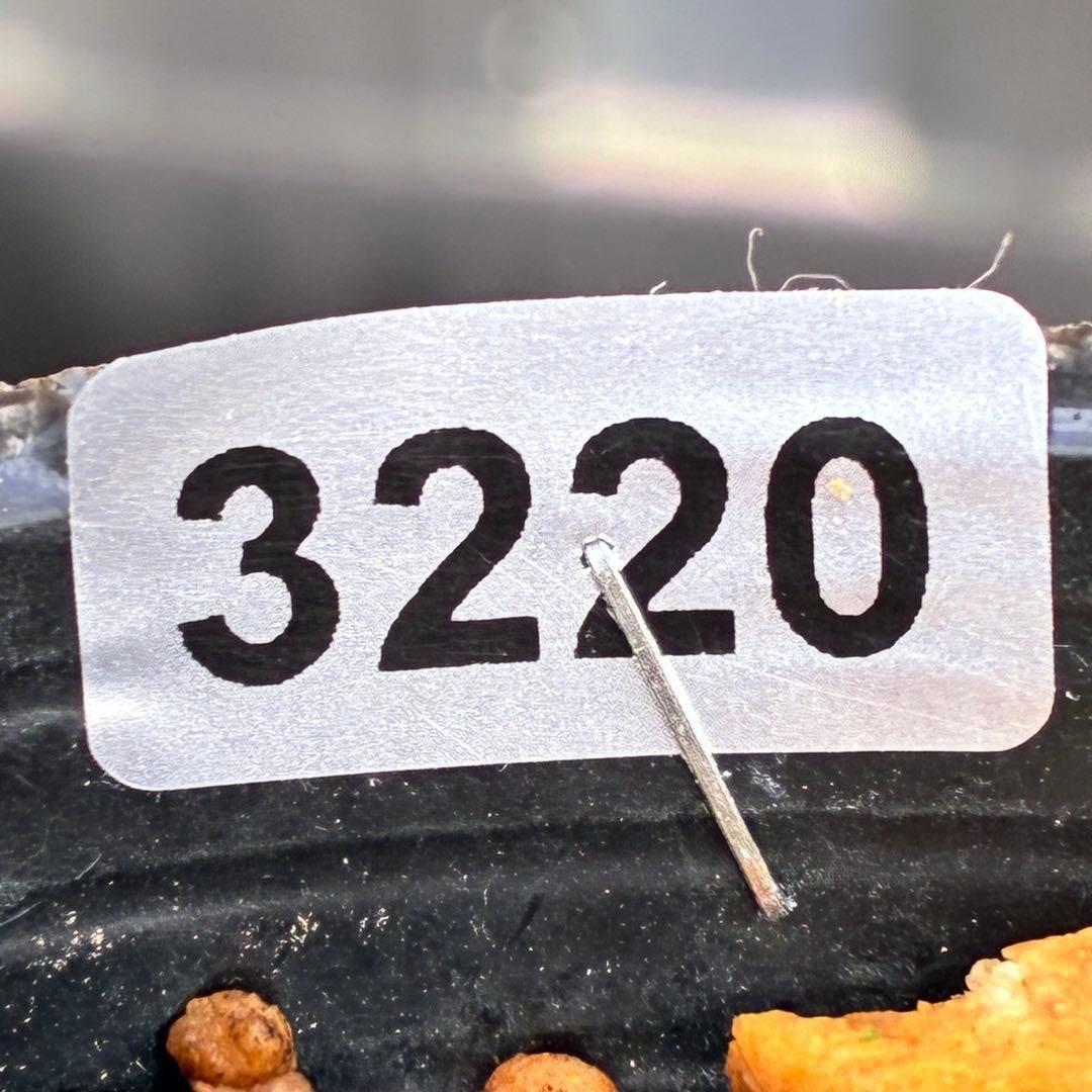 あ*号様 ❤️開花株❤️根パンパン❤️沢山しっかり新芽元気株❤️3220⭐️SD