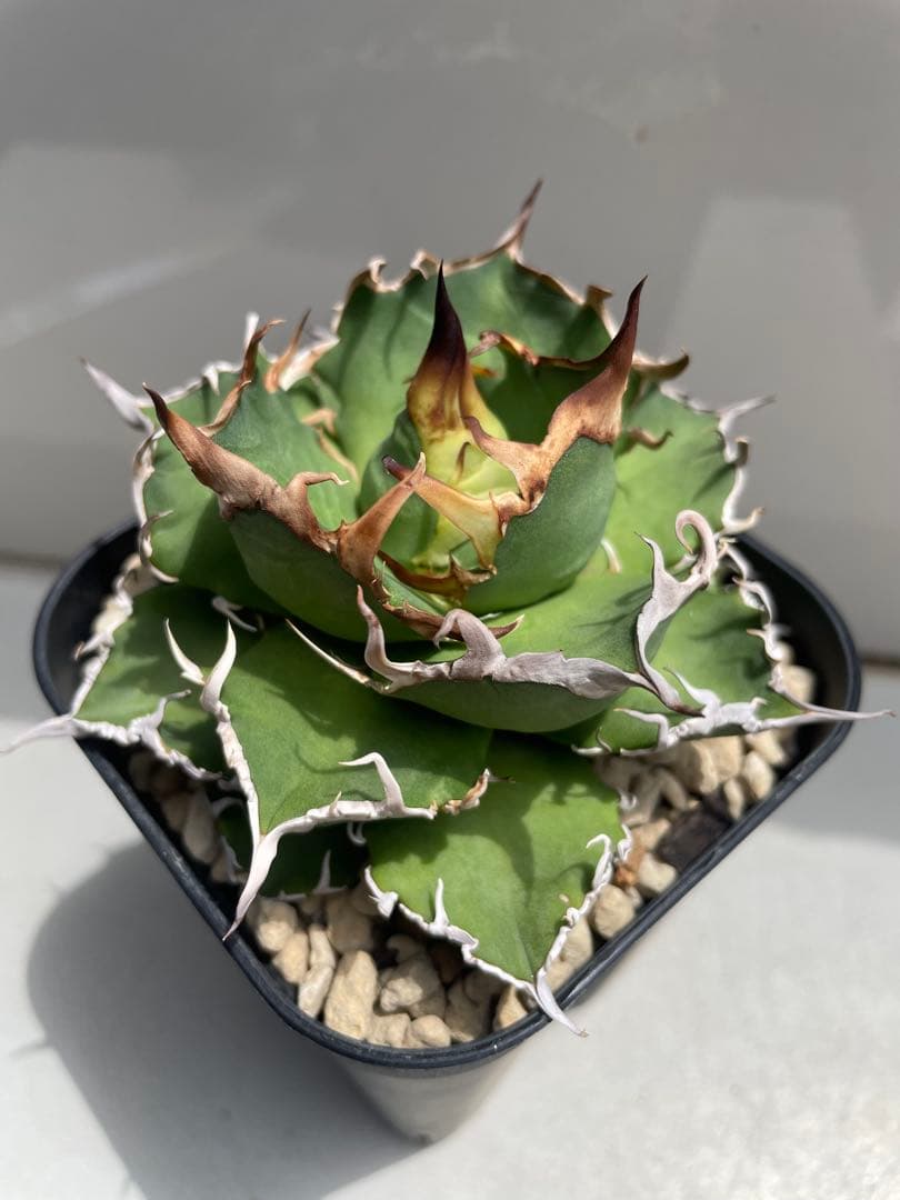 hp 38 オアハカオテロイ実生 アガベ オテロイ (チタノタ) osp育成株 hp