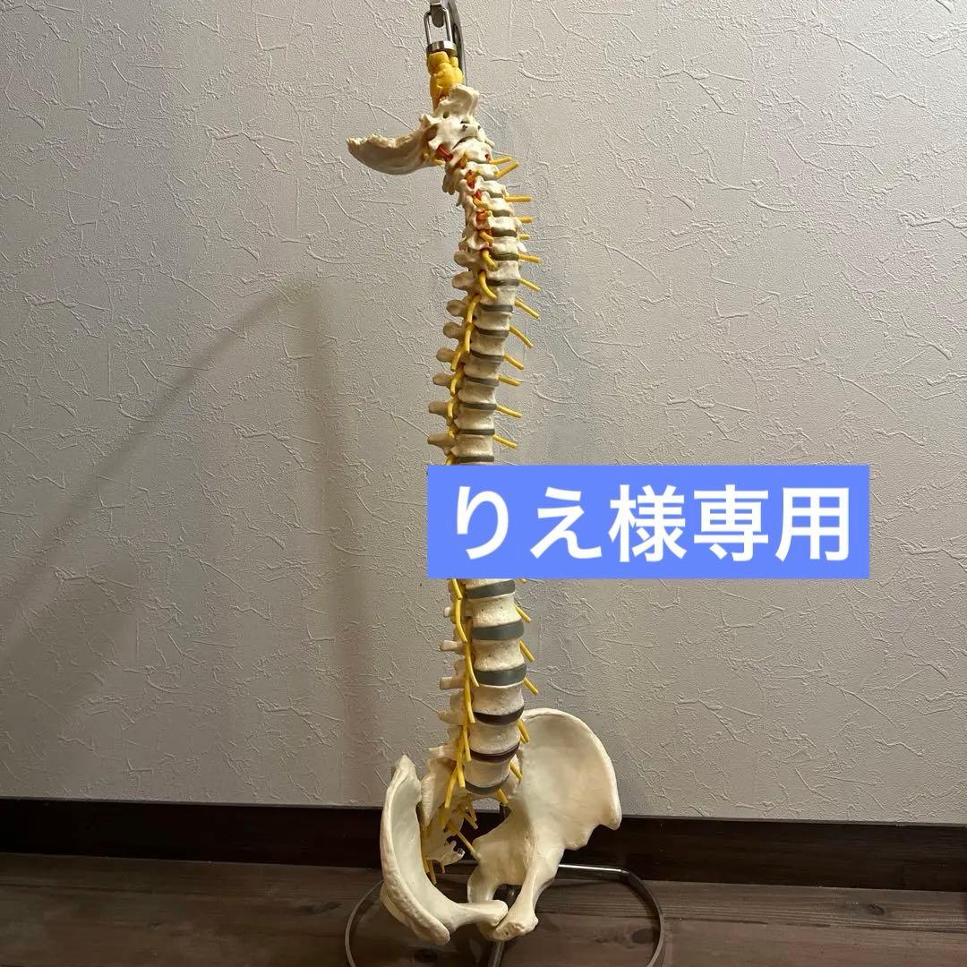 ドイツ製 人体脊椎模型 可動式 約85cm（カイロプラクティック）の通販