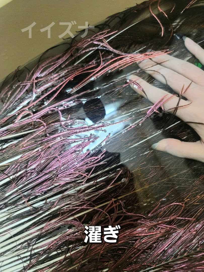 ピーコックアイ 100本 コエポン様ご依頼品