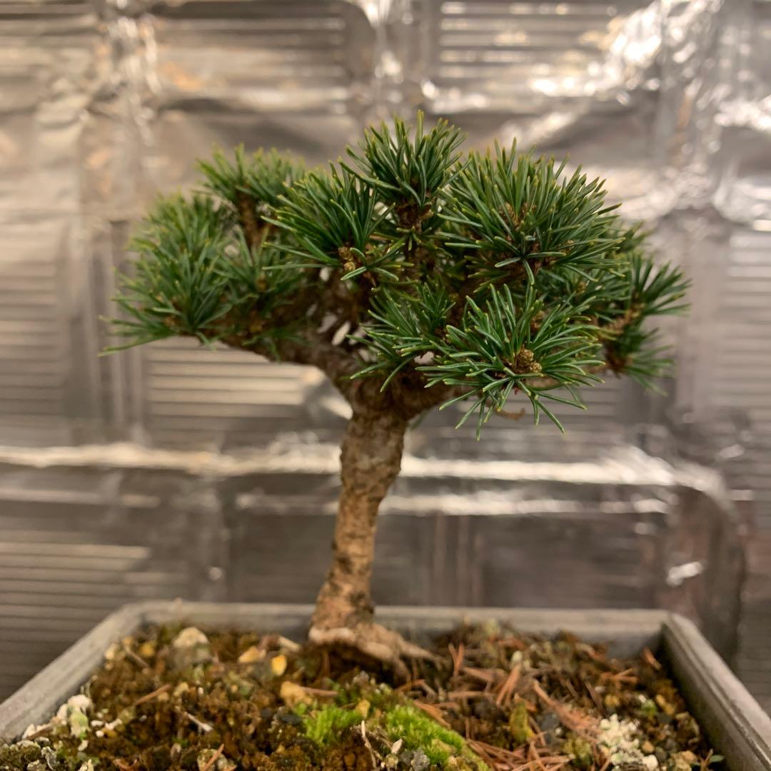 P*L様 瑞祥　五葉松　小品盆栽　A