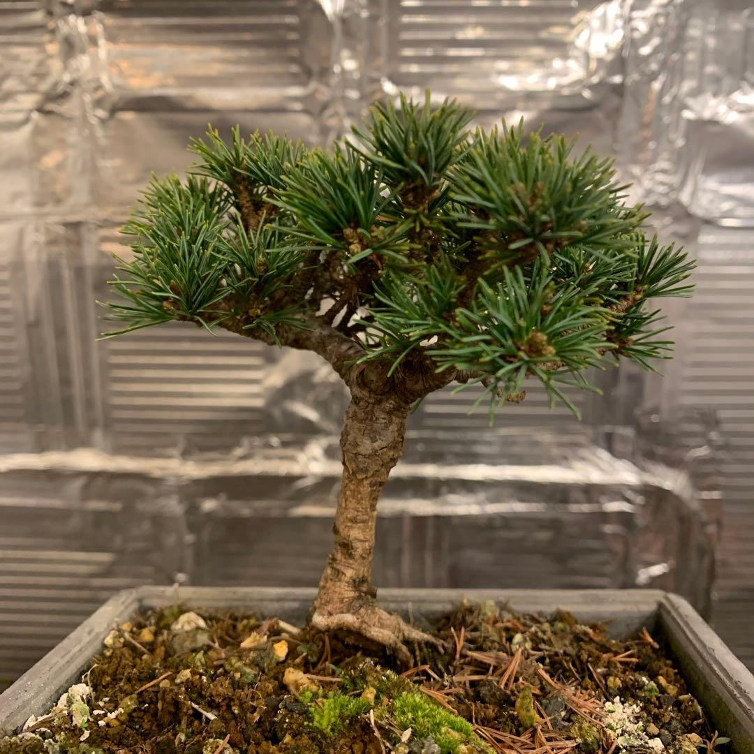 P*L様 瑞祥　五葉松　小品盆栽　A