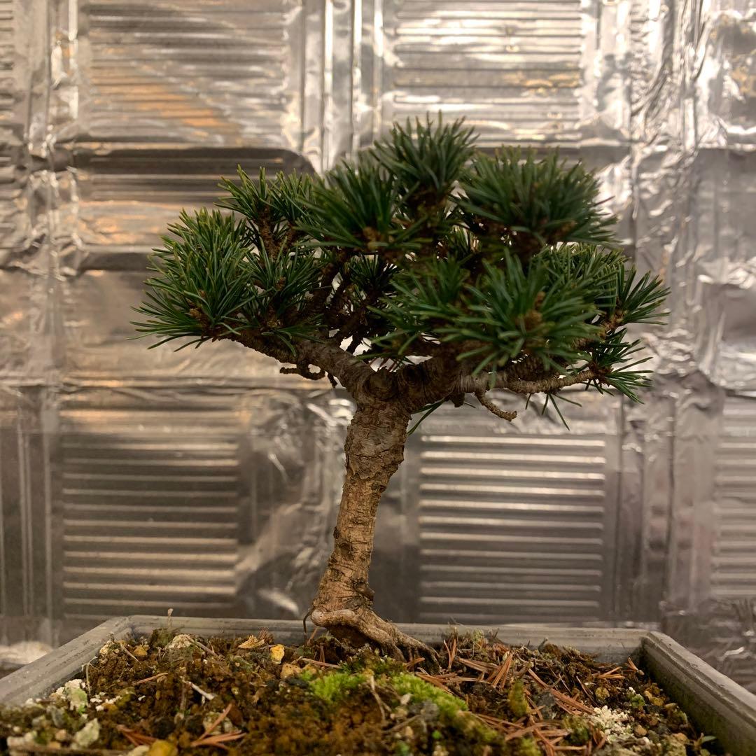 P*L様 瑞祥　五葉松　小品盆栽　A