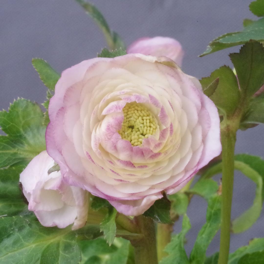 ご確認専用！sale！バラ 苗 四季咲 サーモンピンク ② 中大輪 中香切花品種