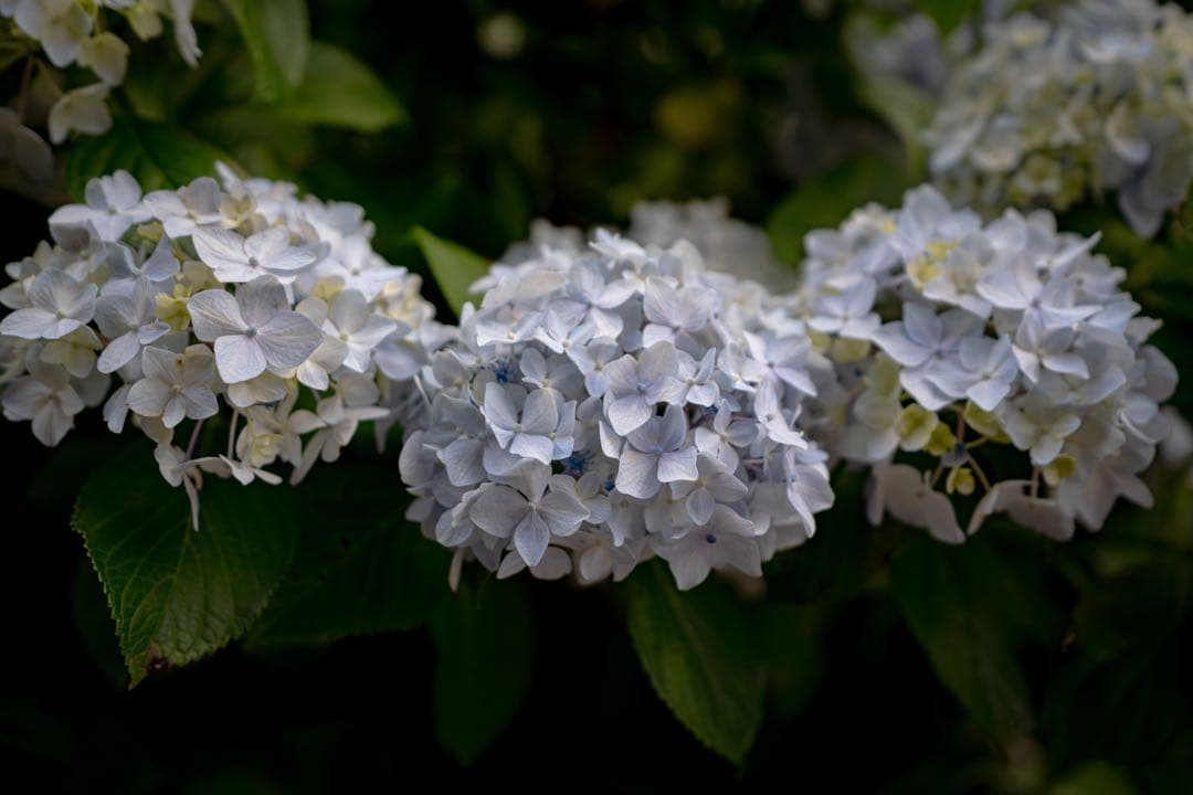 SONY FE 16-35mm F2.8 GM 広角 SEL1635gm