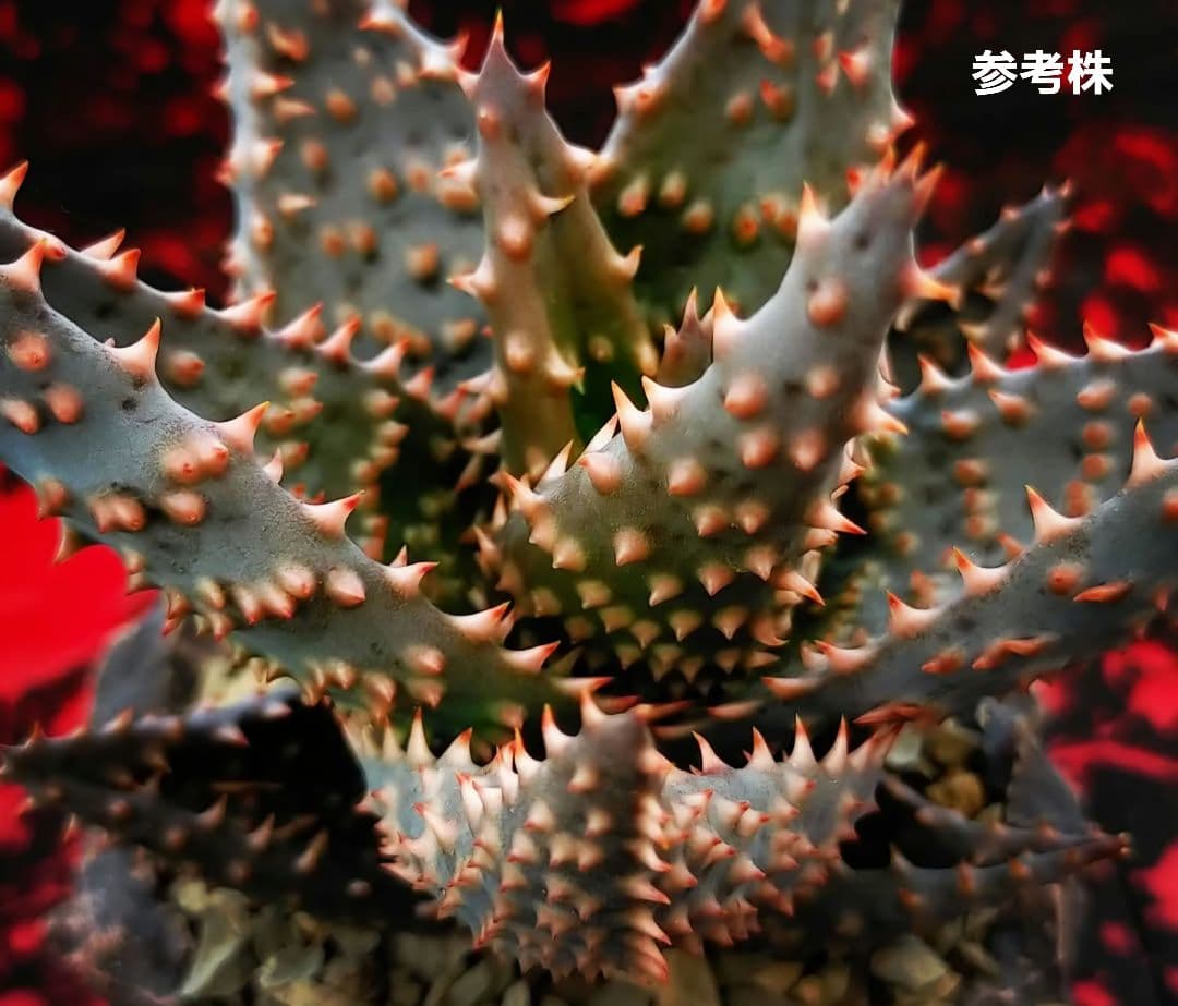 blackspine様 リクエスト 3点 まとめ商品