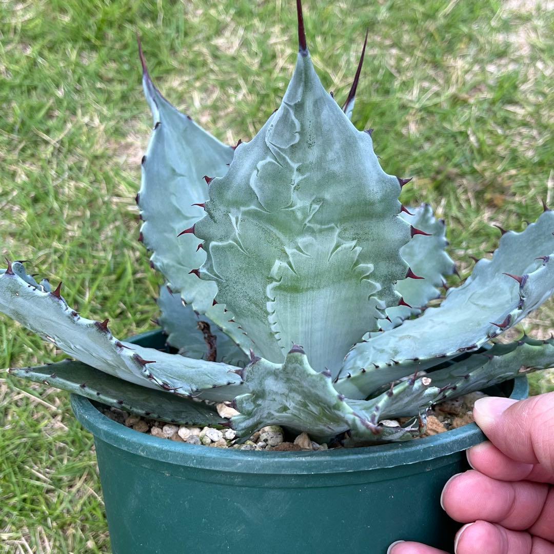 ☆お盆SALE☆アガベ シュリベイマグナ - メルカリ