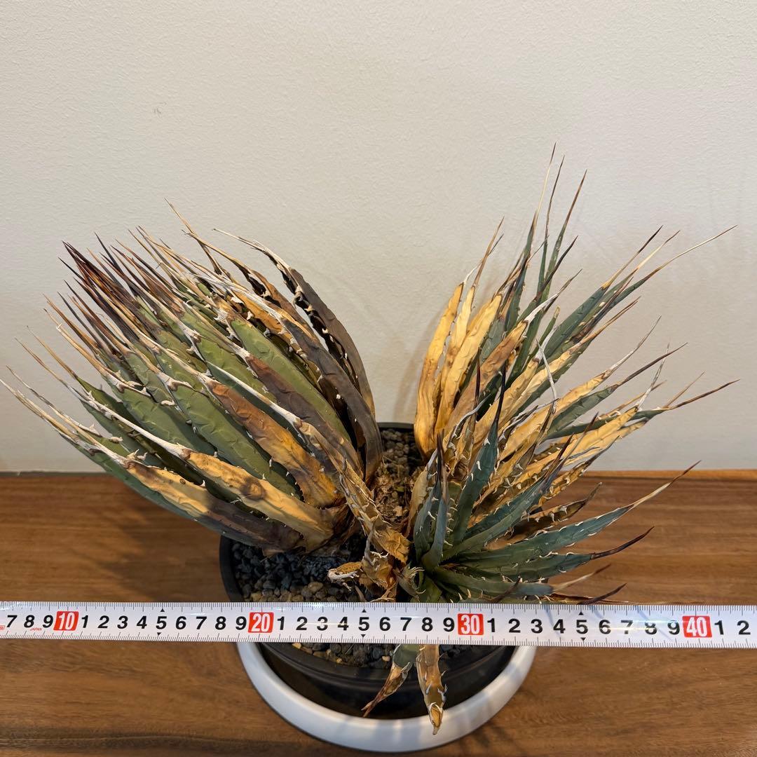 【希少】アガベユタエンシスエボリスピナ 群生 現地球 発根済 多肉 大株 親株