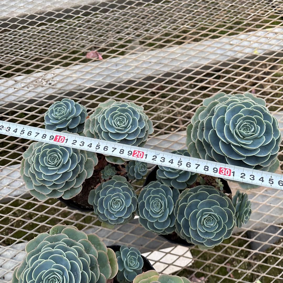 エケベリア七福神 多頭株 3鉢セット www.consterior.com