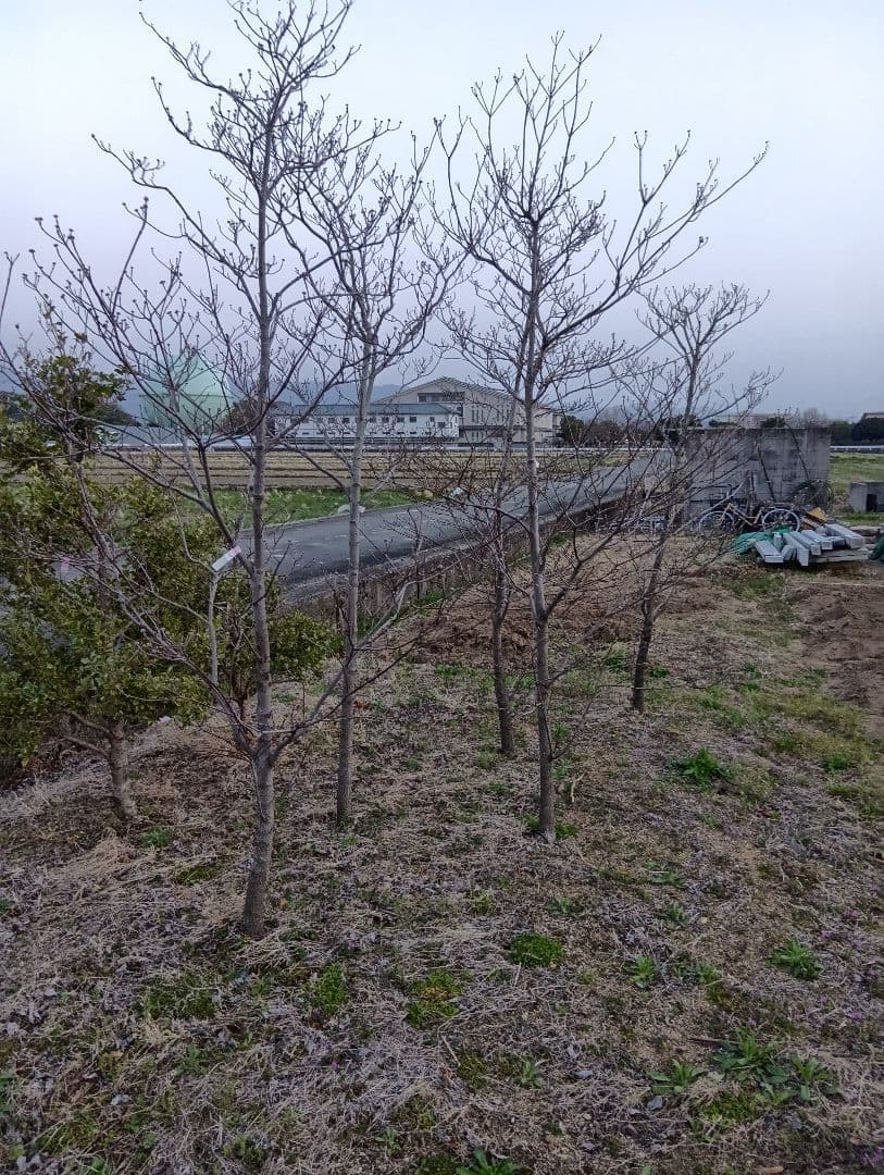 投げ売り品）ハナミズキ（白3本赤1本）（4本まとめ売り） - メルカリ