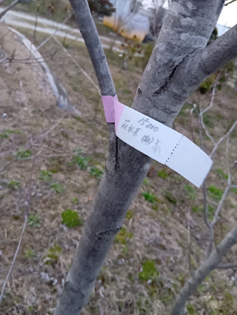 投げ売り品）ハナミズキ（白3本赤1本）（4本まとめ売り） - メルカリ