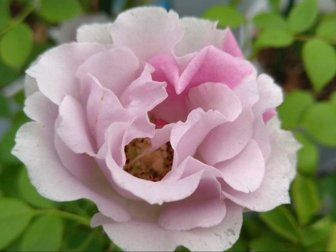 バラ苗　購入前にコメント