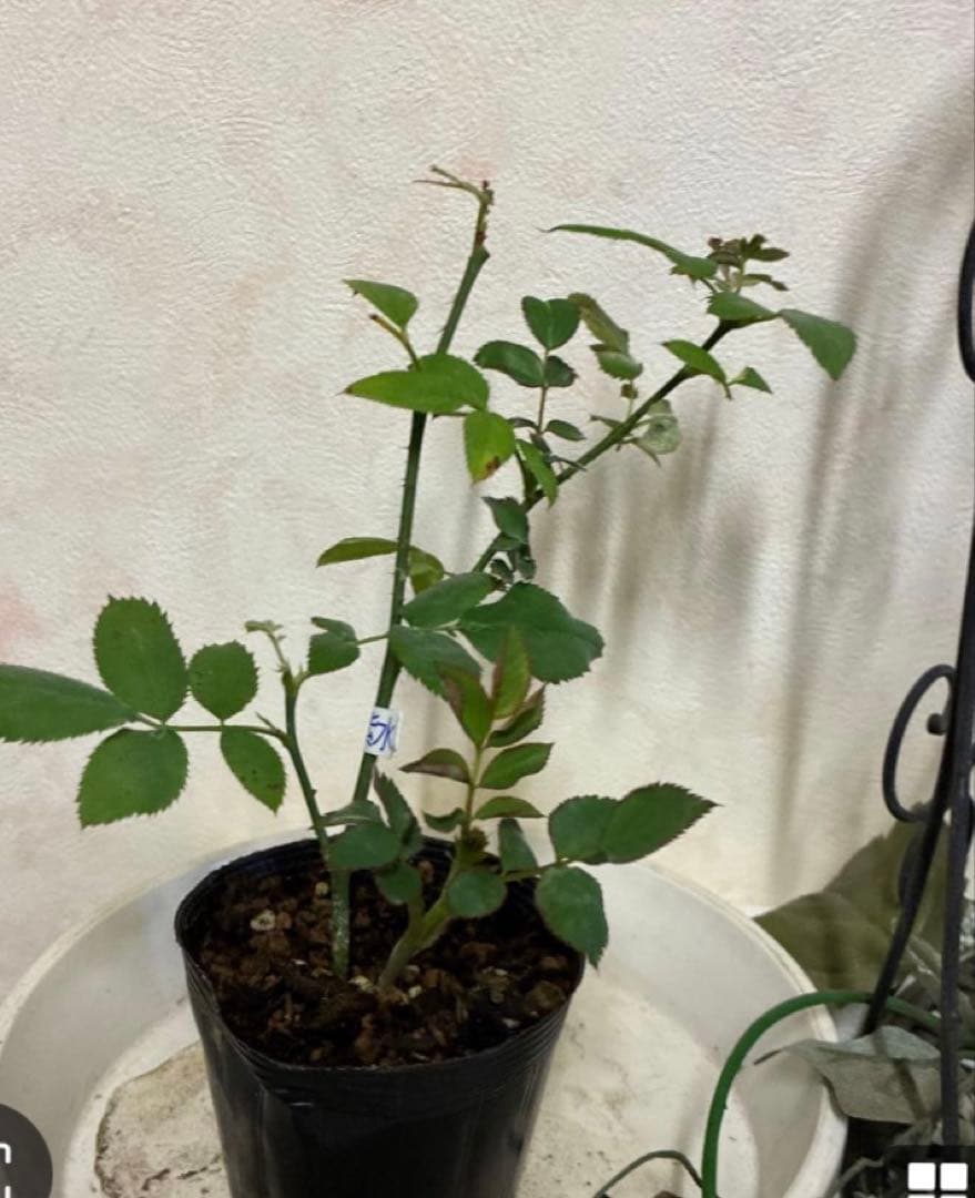 バラ苗　購入前にコメント