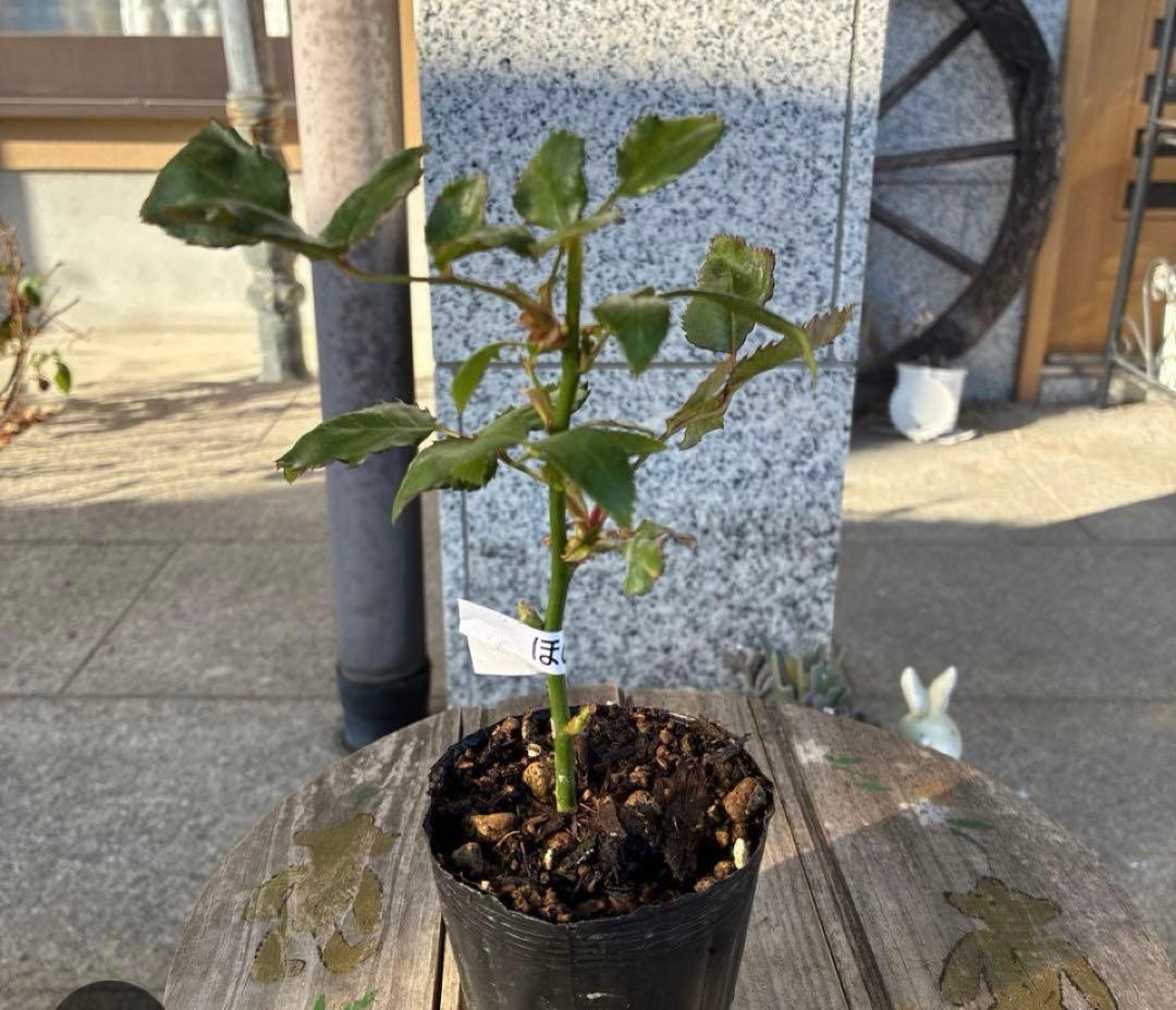 バラ苗　購入前にコメント