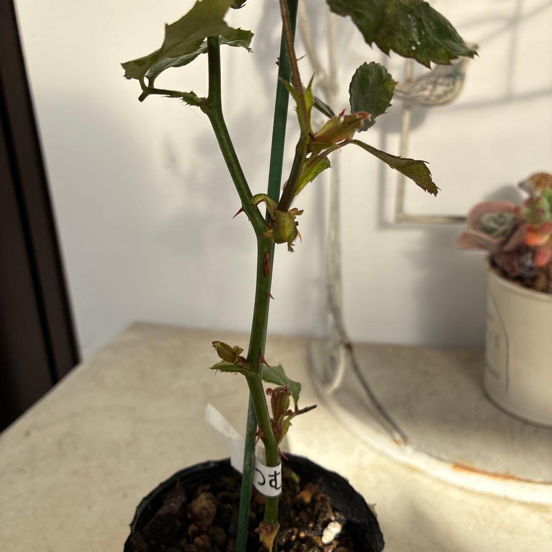 バラ苗　購入前にコメント