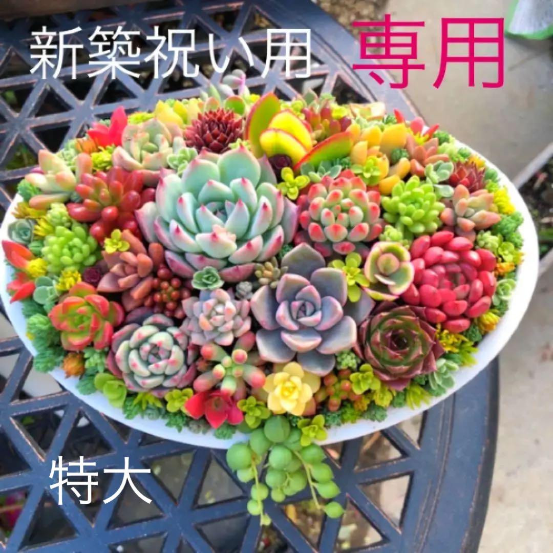 そのまま飾れる多肉植物寄せ植え 特大 管理書付き - メルカリ