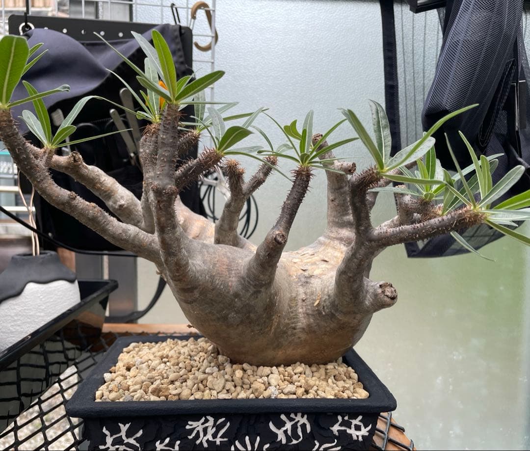 大株 パキポディウム グラキリス 多頭 扁平