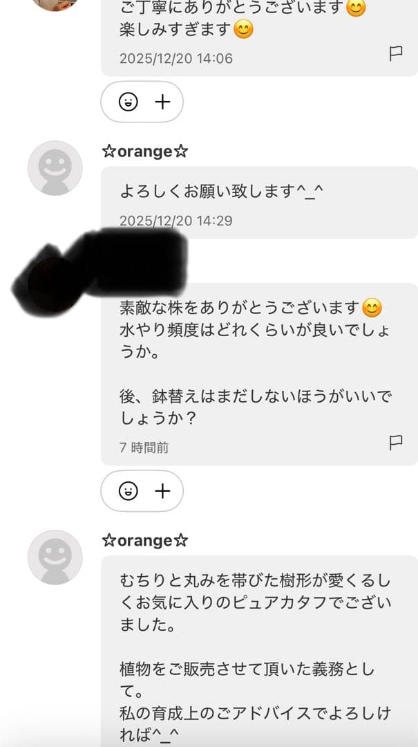 大株 パキポディウム グラキリス 多頭 扁平