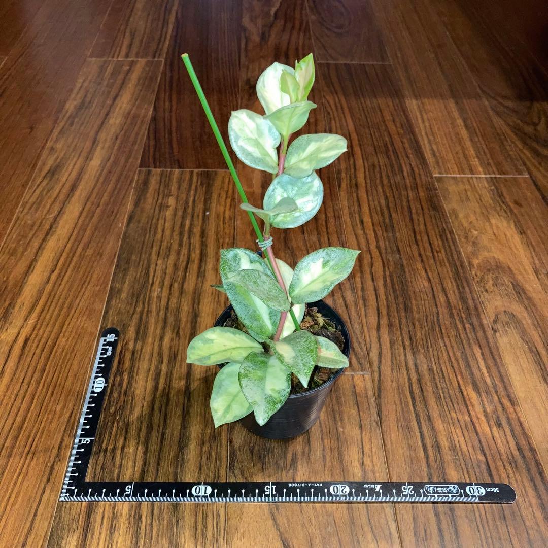 ホヤ アルゲンティアプリンセス【現品・タグ付・鉢付・メルカリ便