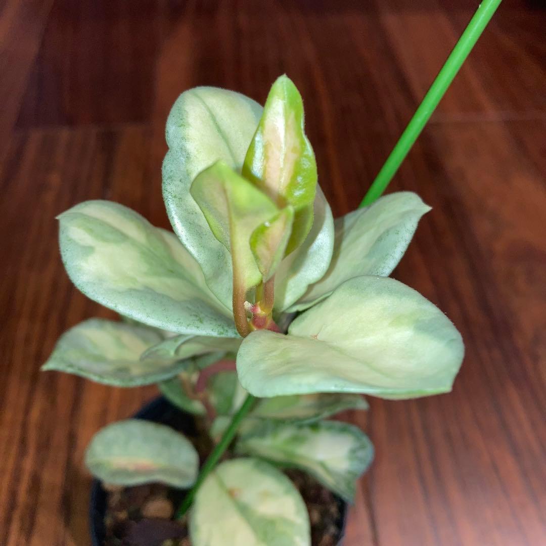 ホヤ アルゲンティアプリンセス【現品・タグ付・鉢付・メルカリ便