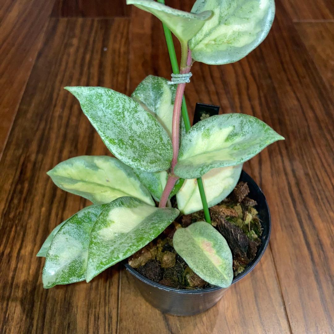 ホヤ アルゲンティアプリンセス【現品・タグ付・鉢付・メルカリ便