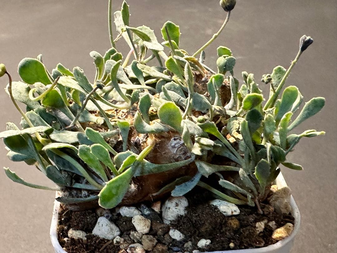 899 特選 塊根植物 Othonnaオトンナ・カカリオイデス 発根済 特大美株