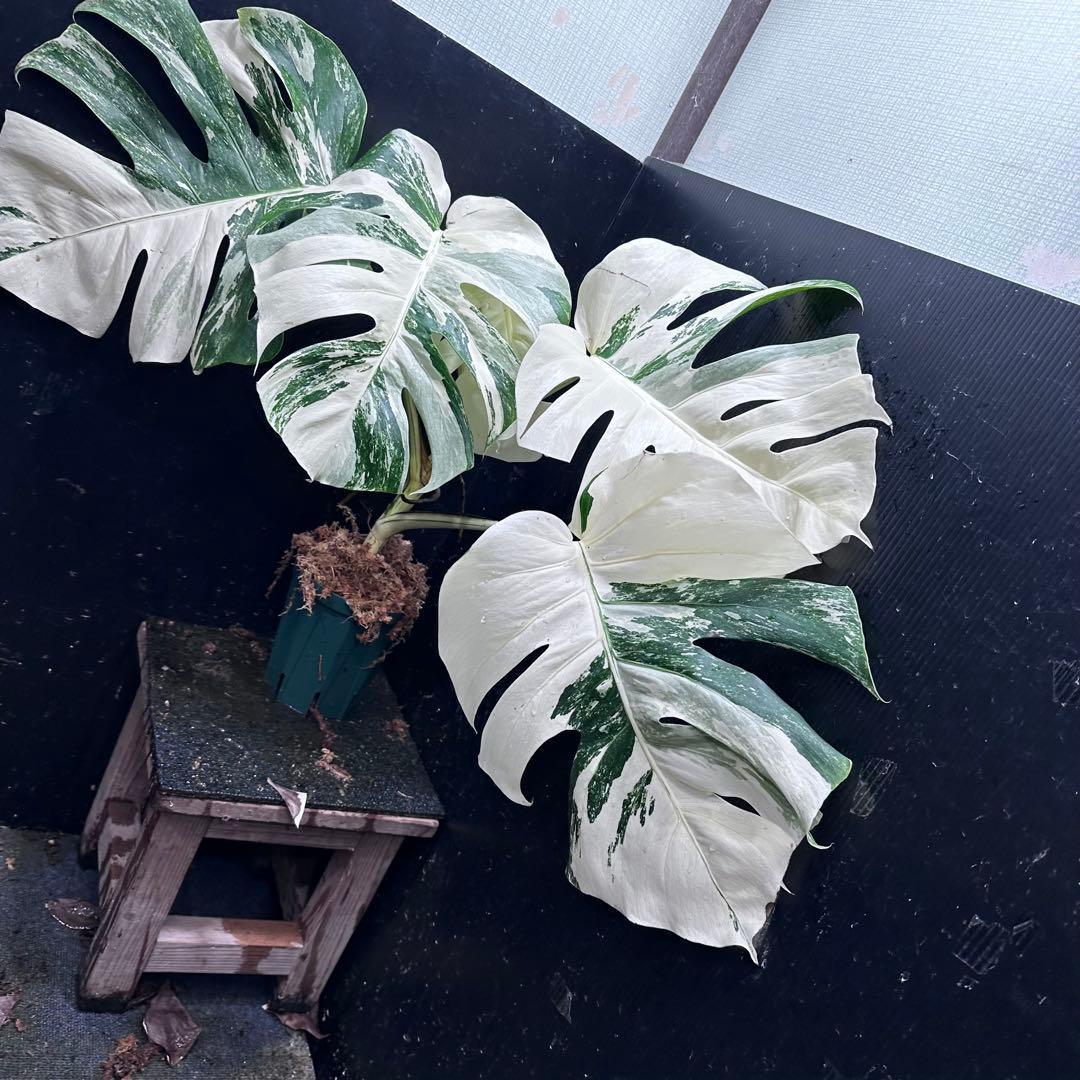 ひ*読様 斑入りモンステラ ホワイトタイガー極美大株cm白斑多
