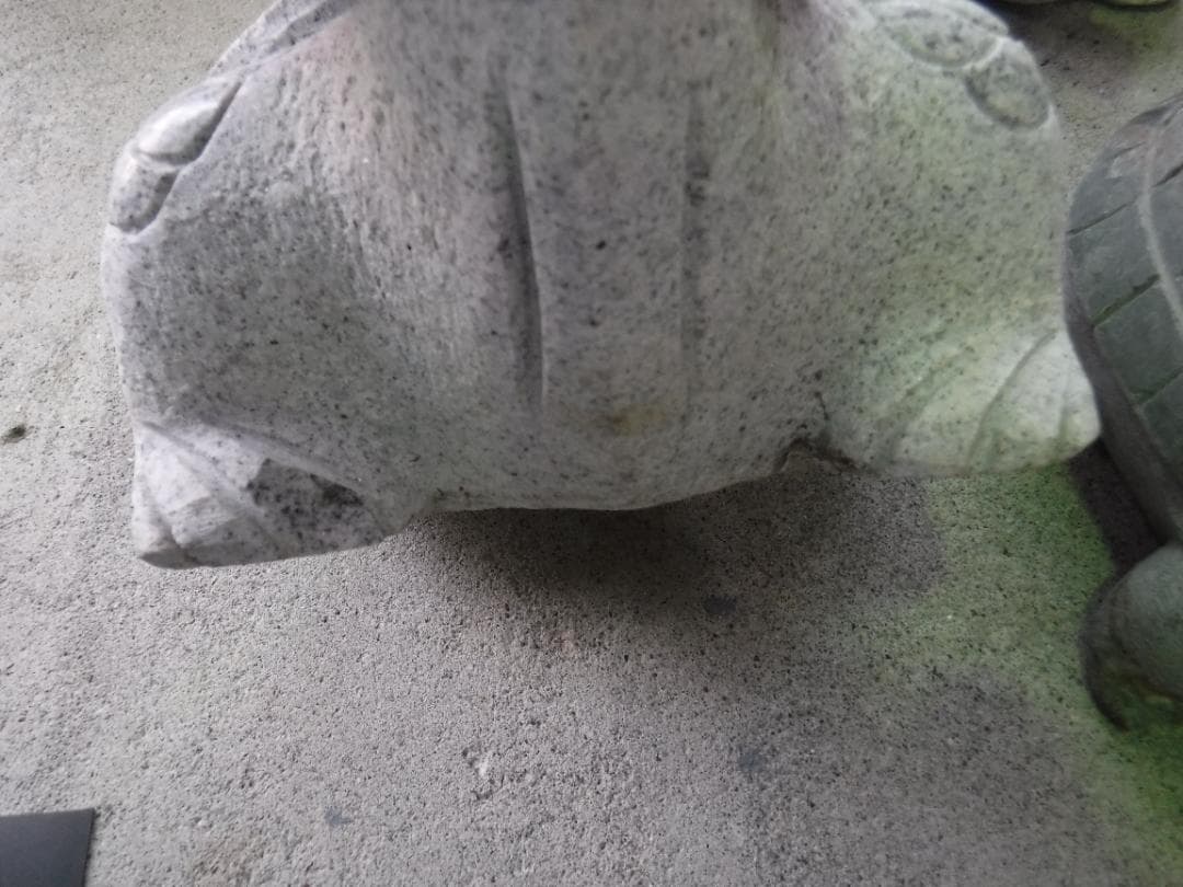 亀の背に子亀が１匹