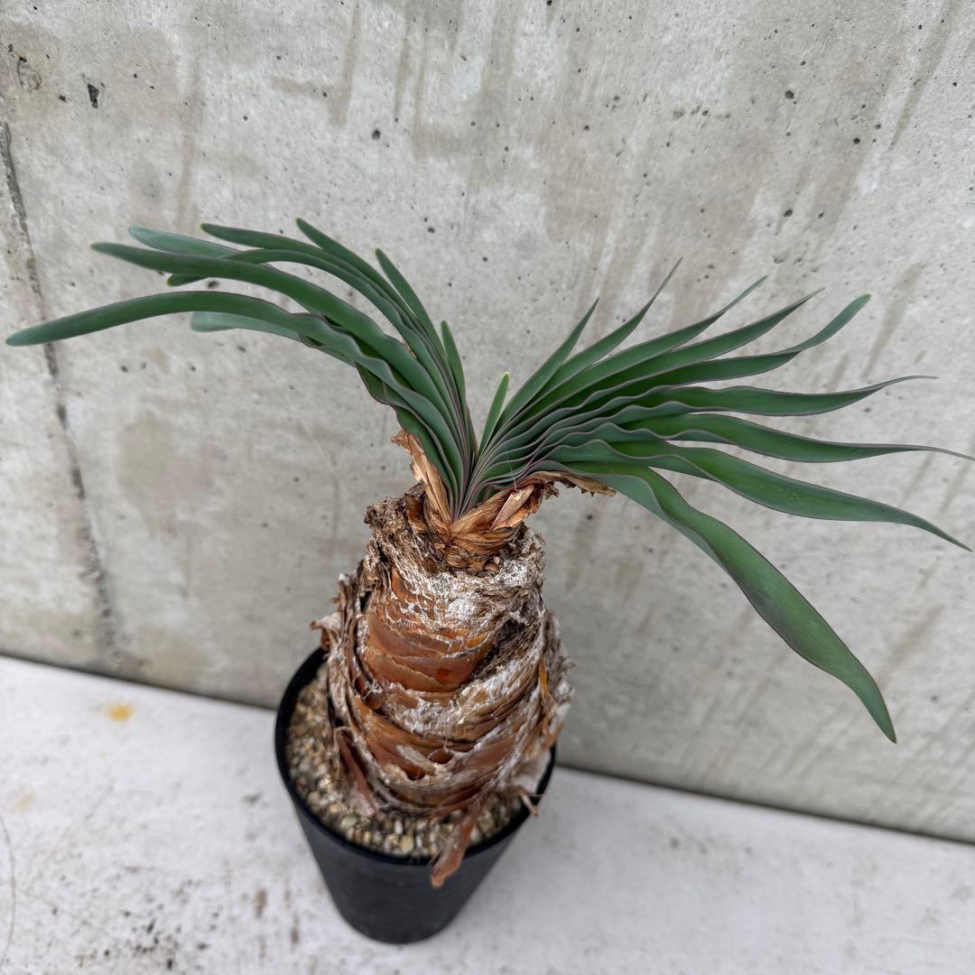 ブーファン　ディスティチャ　4号鉢 c 球根植物