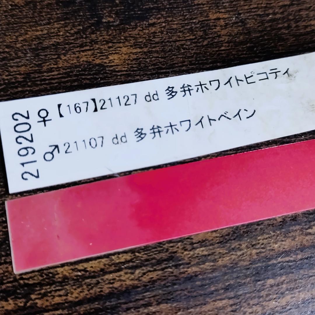 クリスマスローズ苗セット　ssチベタヌス＆ピンク斑入リビダス＆dd小輪多弁ピコ
