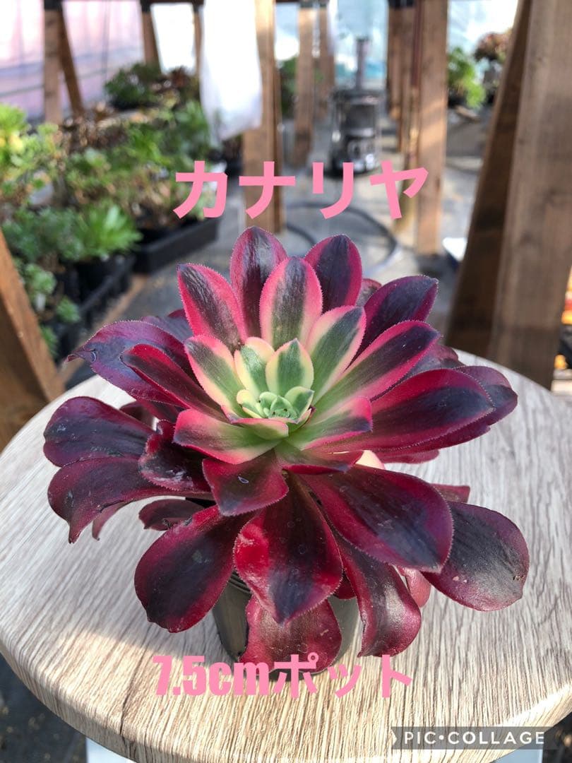 サービス品@980〜】バンプ ラズベリーアイス