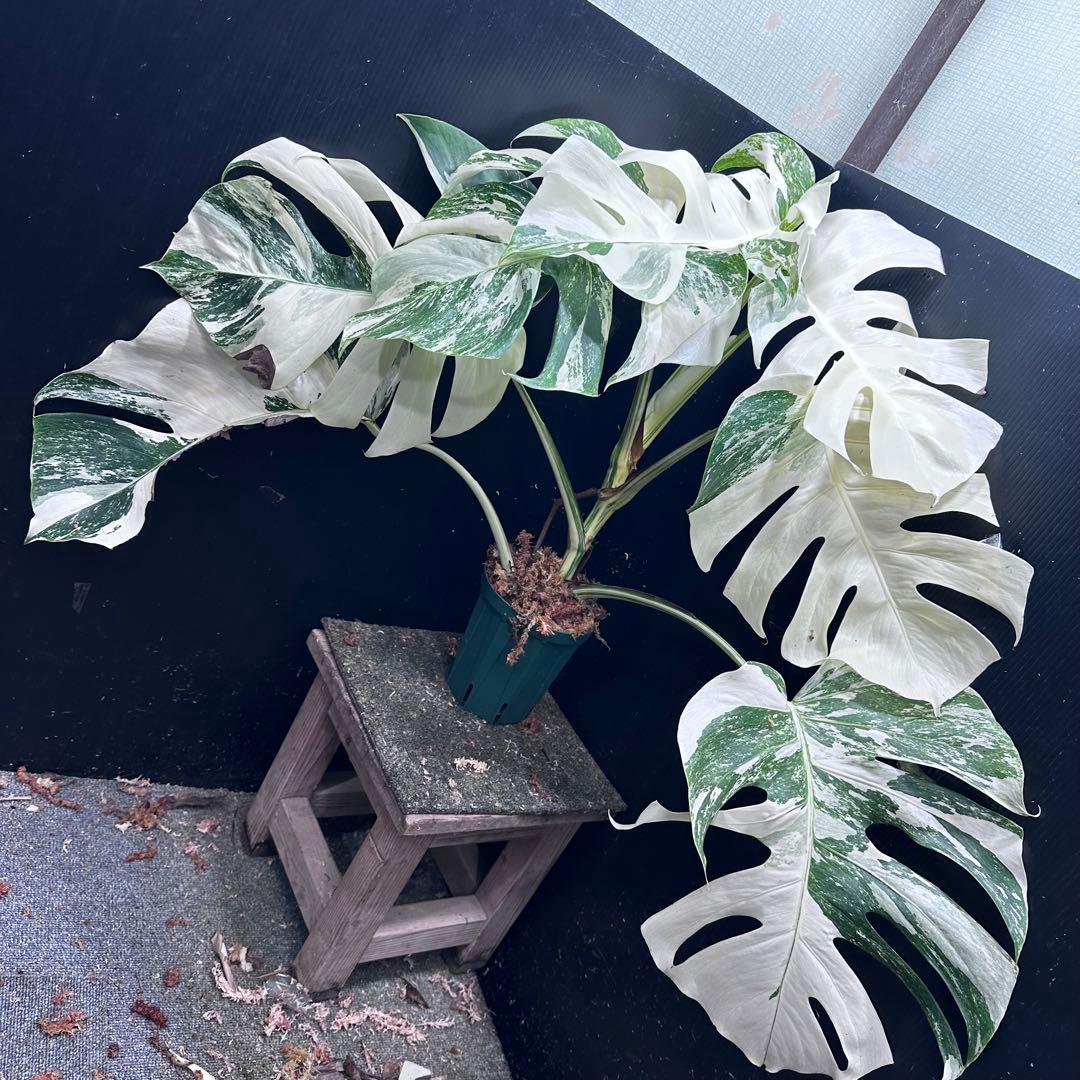 斑入りモンステラ ホワイトタイガー極美大株74cm白斑多 - メルカリ
