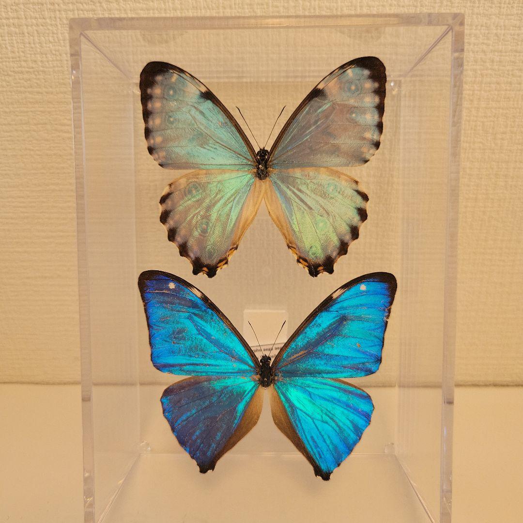 蝶の標本 輝くモルフォの世界(珍美1) - メルカリ