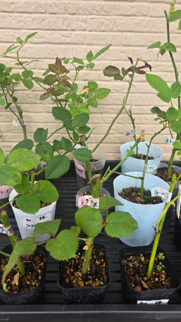 Beaniebaby様♡ご予約　バラ苗