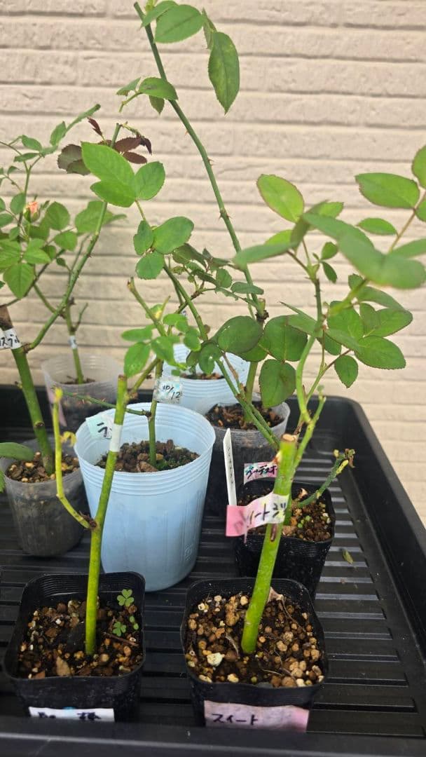 Beaniebaby様♡ご予約　バラ苗