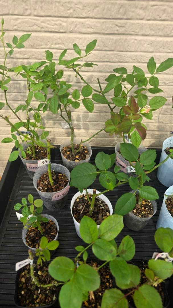 Beaniebaby様♡ご予約　バラ苗