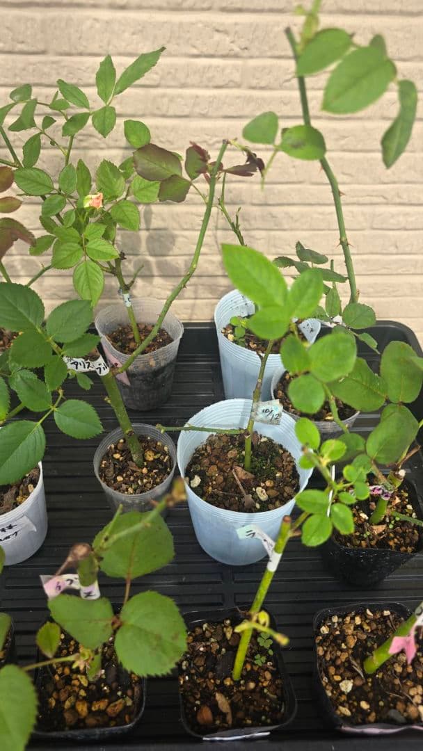 Beaniebaby様♡ご予約　バラ苗