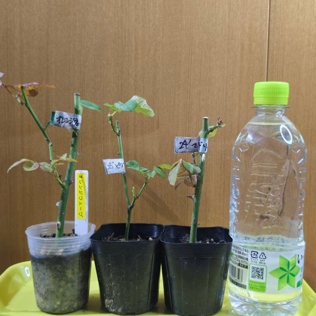 Beaniebaby様♡ご予約　バラ苗