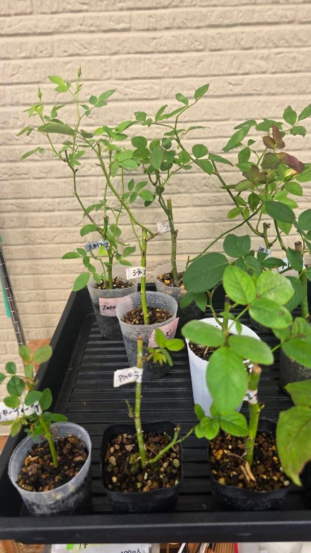 Beaniebaby様♡ご予約　バラ苗