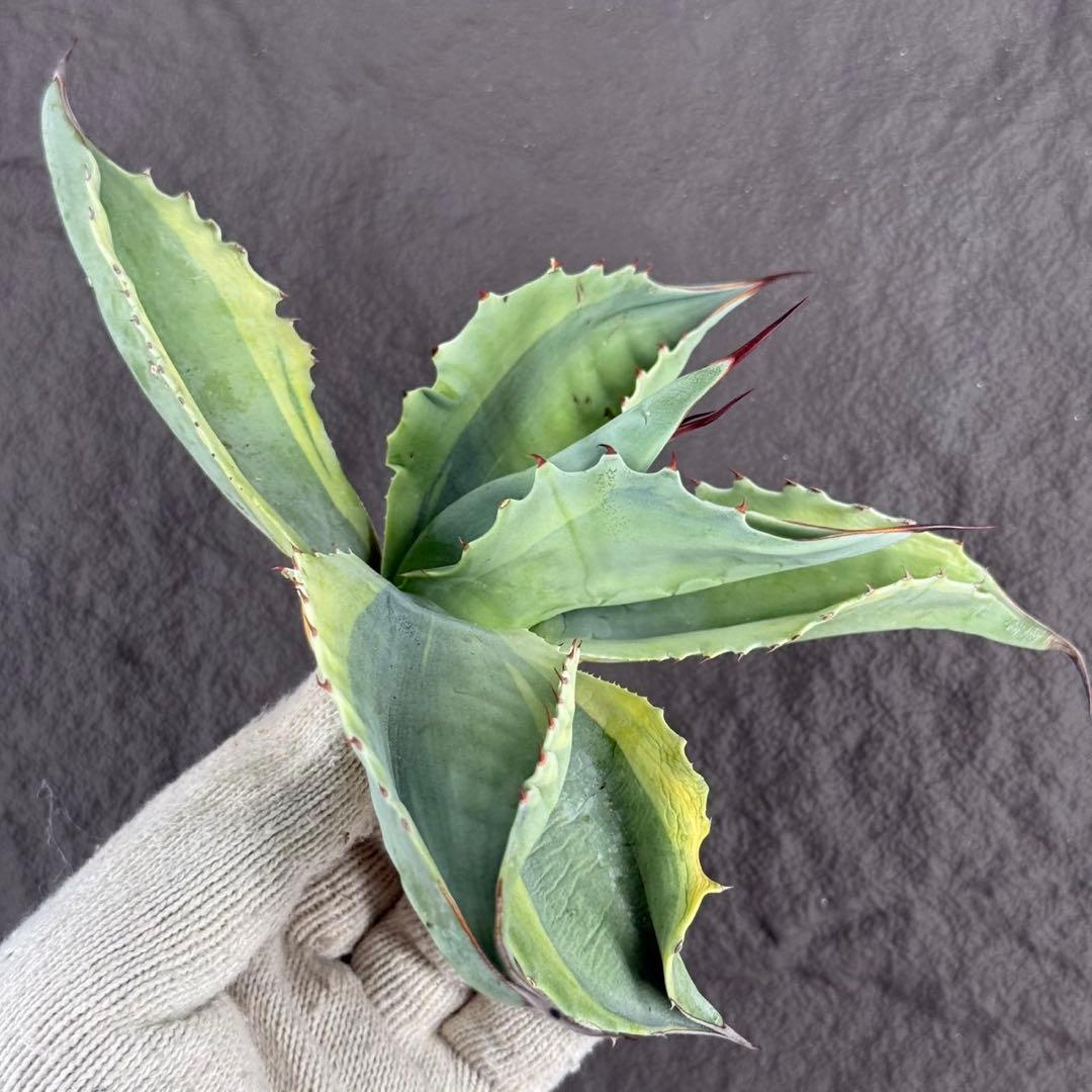 アガベ オバティフォリア“オルカ”】地植え/-18℃まで/極上 L2 - メルカリ