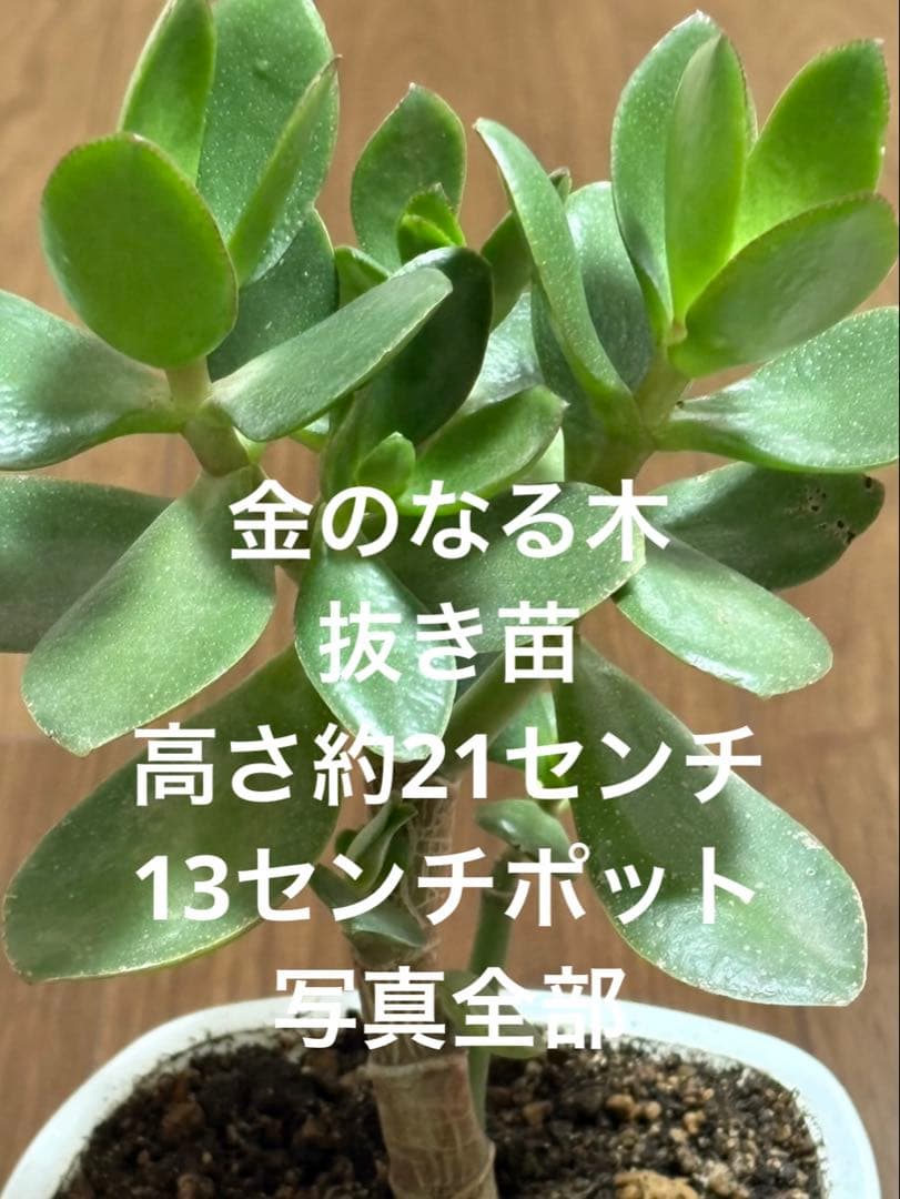 金のなる木 抜き苗 高さ約21センチ 13センチポット 写真全部 - メルカリ