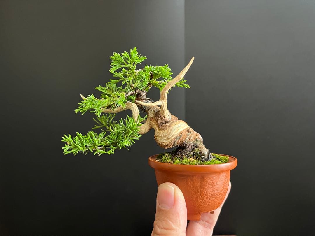 真柏盆栽 糸魚川真柏 ミニ真柏 捻転シャリ幹 樹高8.5cm ミニ盆栽