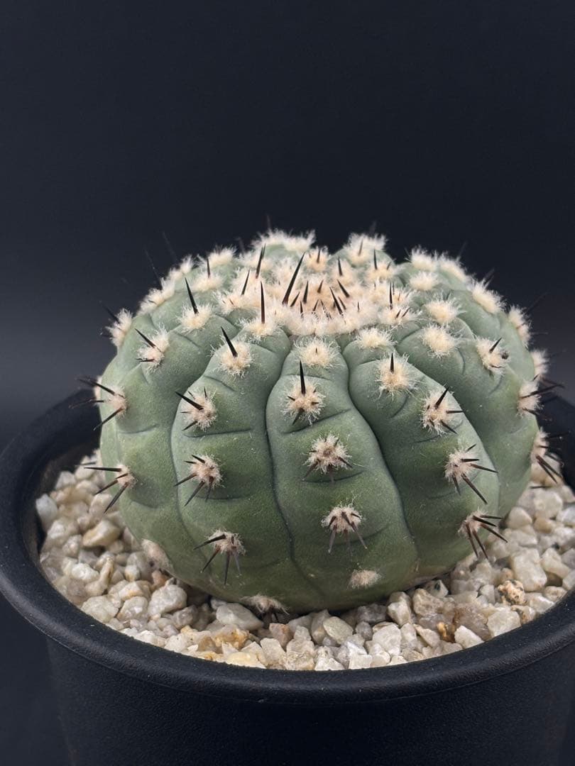 短刺 黒王丸 コピアポア 台付