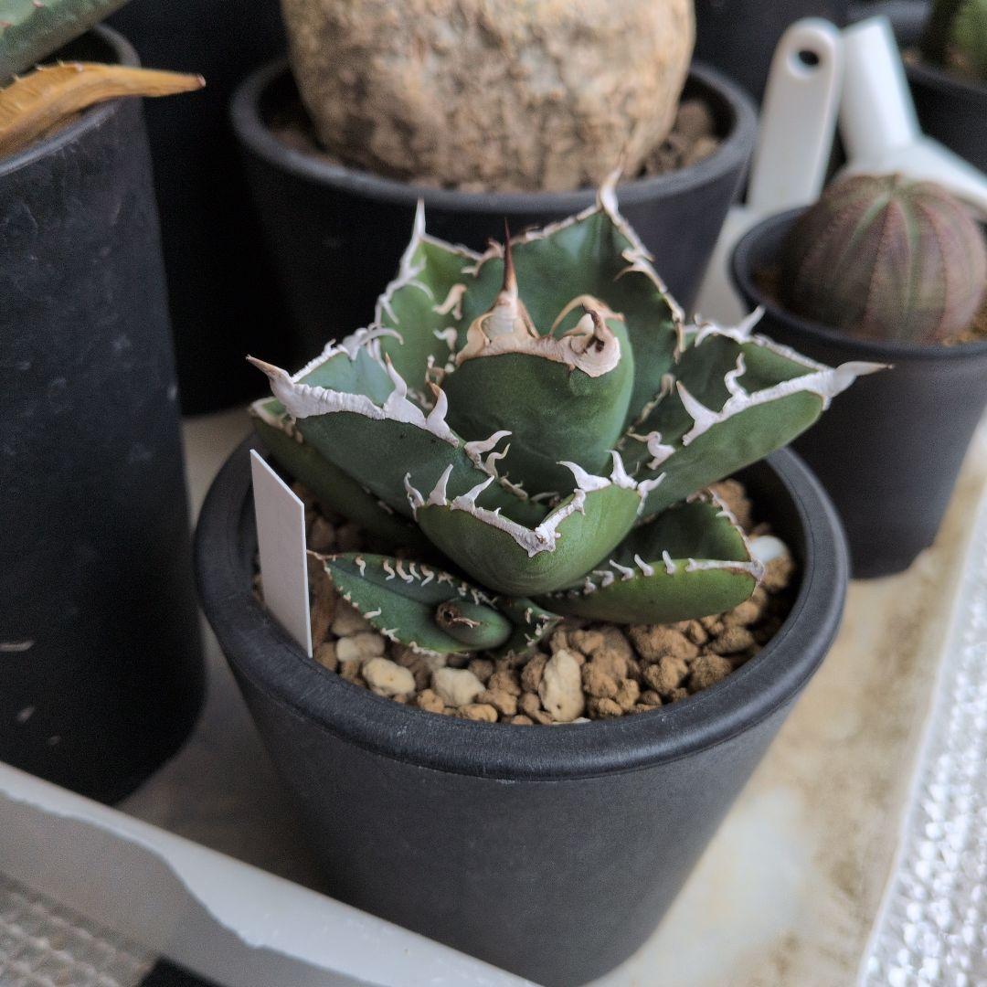 子株付き！アガベ SAD 南アフリカダイヤモンド③鉢ごと発送 - メルカリ