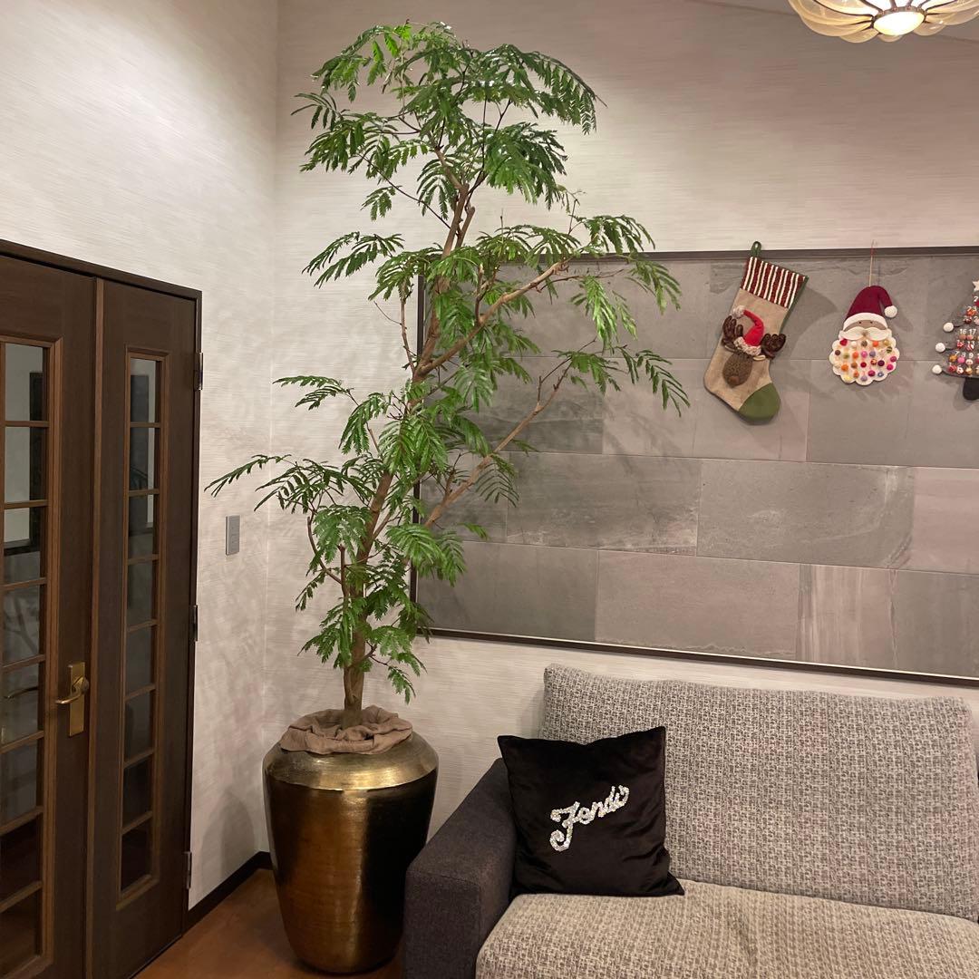 エバーフレッシュ　特大サイズ　幹太　観葉植物　カッシーナ　アクタス